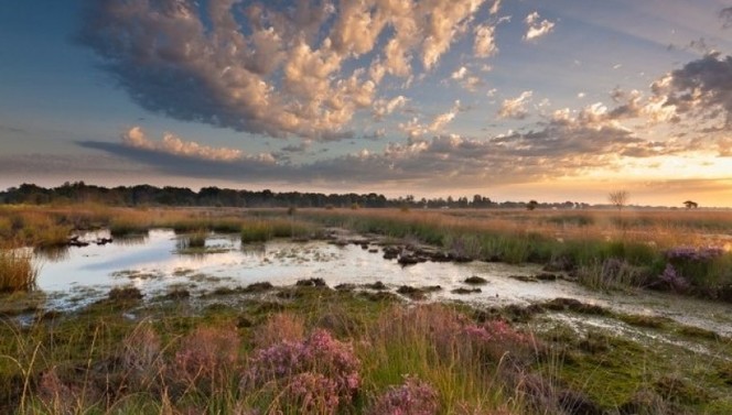 Twents landschap